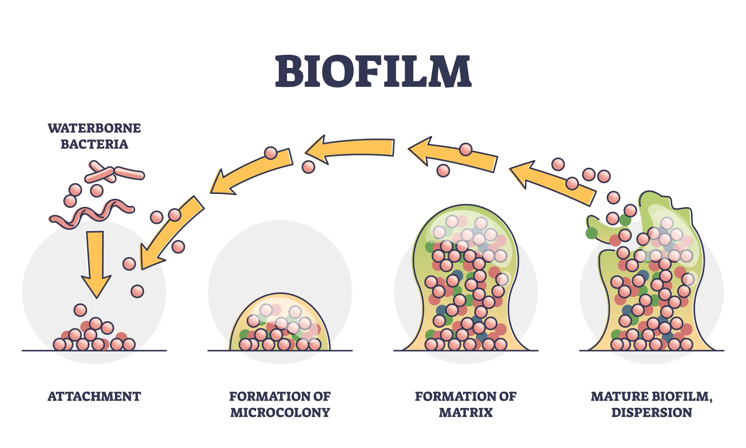 BIOFILM EN HERIDAS